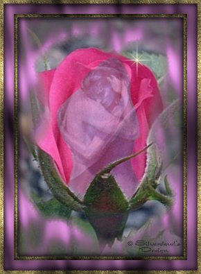 025_love_is_a_rose